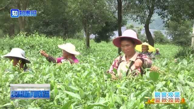 贵阳夏秋茶进入采摘高峰