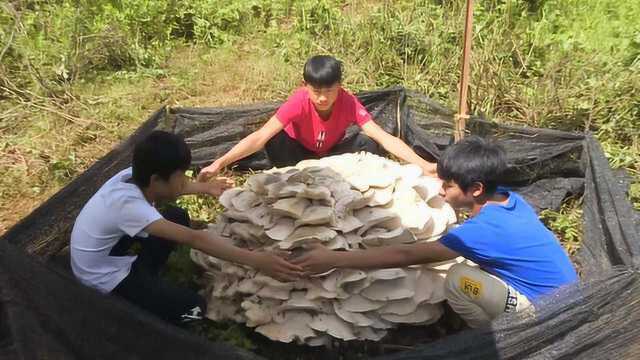 云南野生菌成精了!巨无霸菌吓跑村民,宽1.5米需3人才能合抱