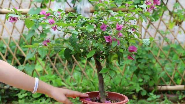 养三角梅,谨记2句话,浇水不用愁,开花开爆盆