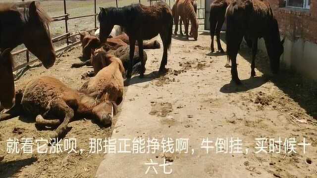 寻访养马人,了解一下养马的利润有多高!