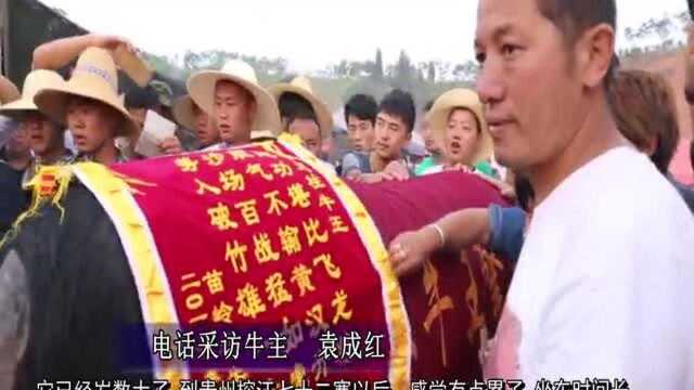 牛王擎天柱:中国传奇牛王擎天柱在贵州斗牛小镇病故