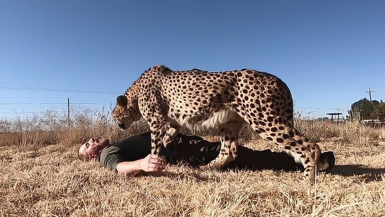 男子想知道豹子吃不吃人躺在豹子面前装死下一秒画面出人意料