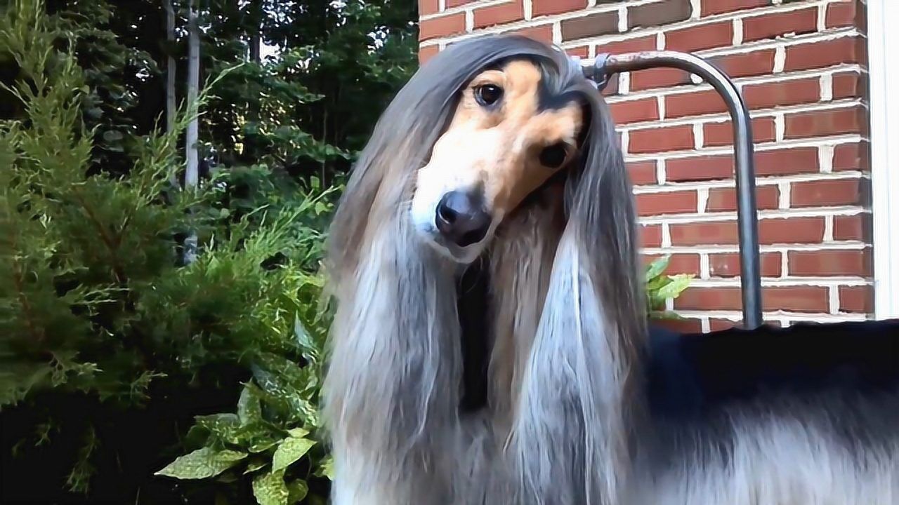 阿富汗猎犬就是狗狗界的明星贵族一头飘逸的长发人见人爱