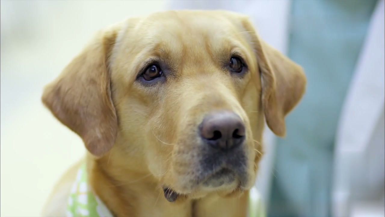 神犬小七第一部图片