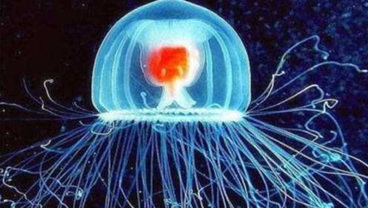 为什么灯塔水母,能成为地球唯一永生的生物?看完让人悲哀!_高清1080P在线观看平台_腾讯视频