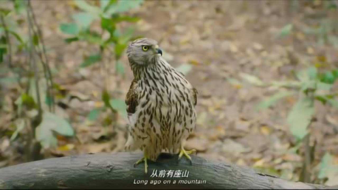 羞羞的铁拳猫头鹰图片