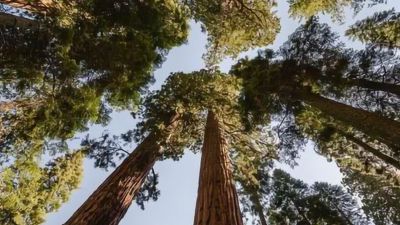 世界第一巨树,高144米树龄长达四千年,至今没能拍到全身照!_高清1080P在线观看平台_腾讯视频