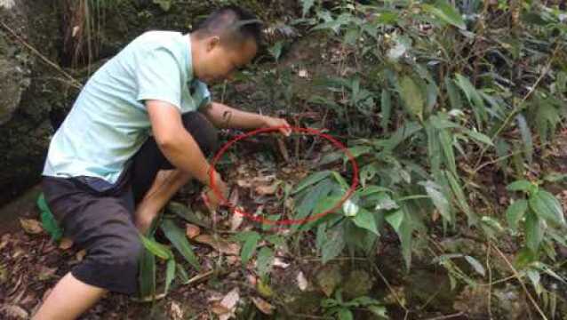 小伙深山搞野,在深山水潭放饵料,竟意外收获2万元一斤的野货