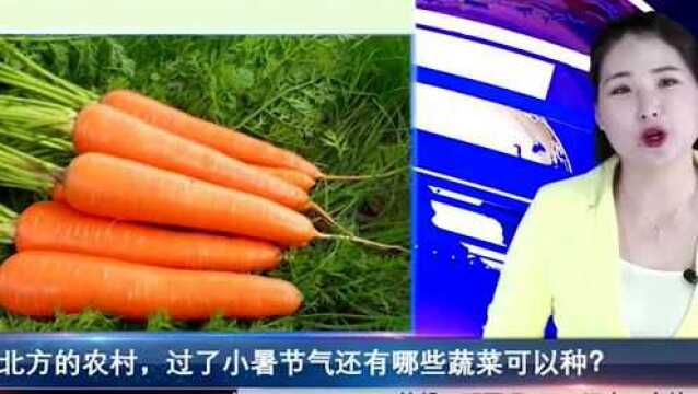 北方七月份种什么菜?