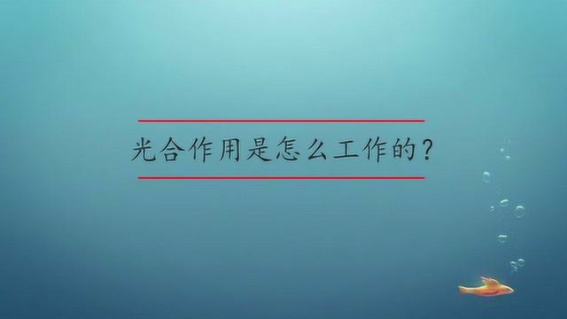 光合作用是怎么工作的?