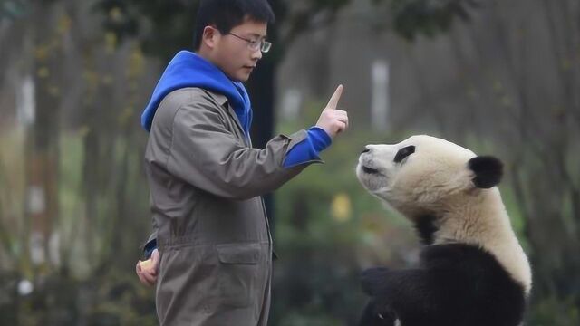 熊猫宝宝“欲擒故纵”,结果奶爸却没挽留,下一秒“戏精”上身