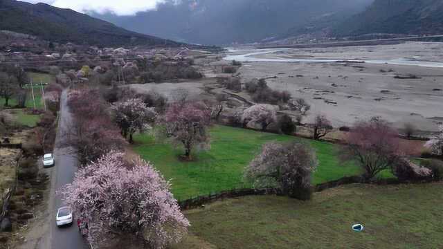 航拍西藏波密桃花沟,河谷中花团锦簇,宛如世外桃源