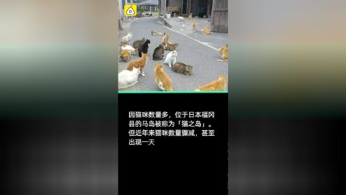 猫咪数量骤减，日本猫之岛疑被投毒：发现有毒鱼块