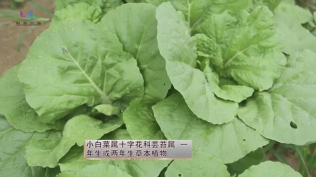 北方夏季小白菜栽培技术——上