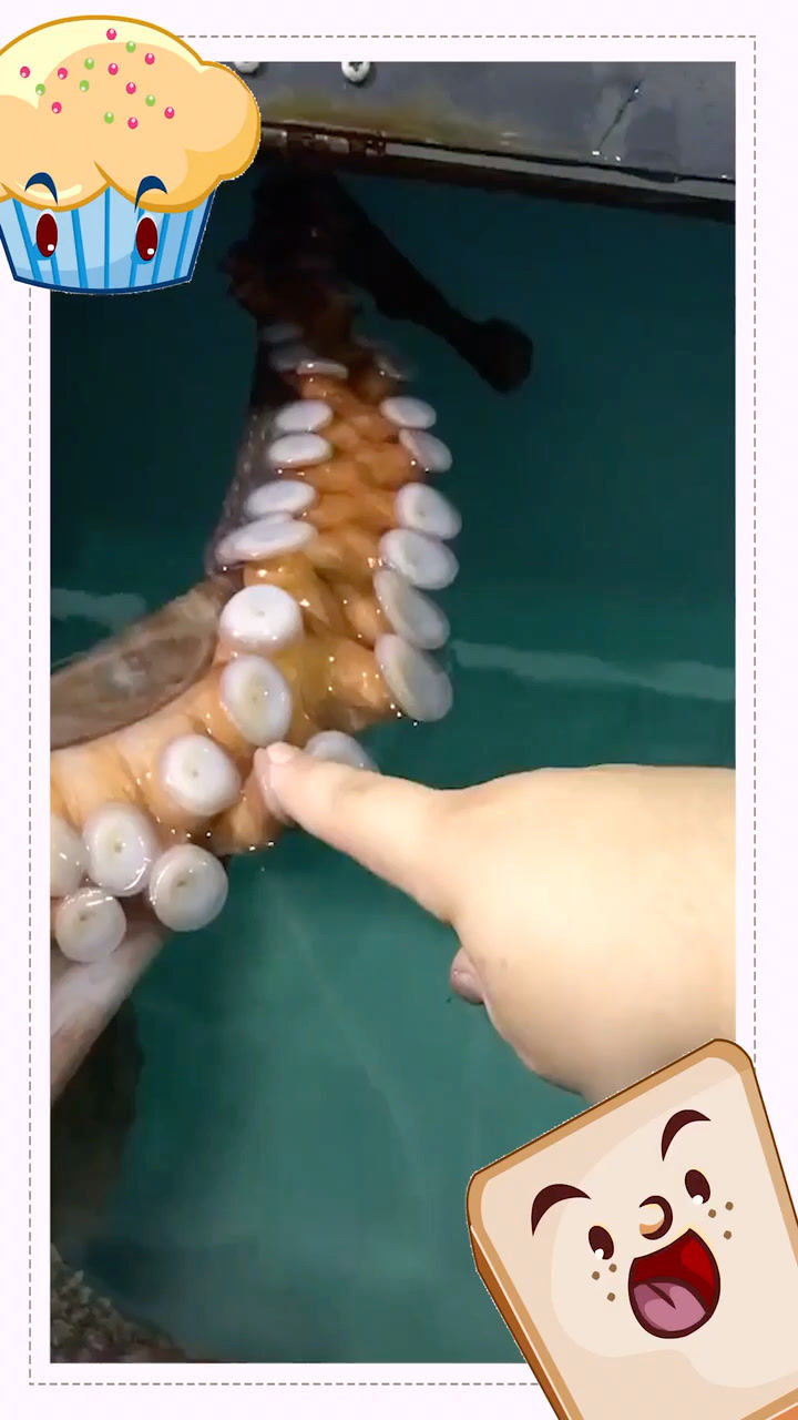 章鱼的吸盘吸住是什么感觉？_高清