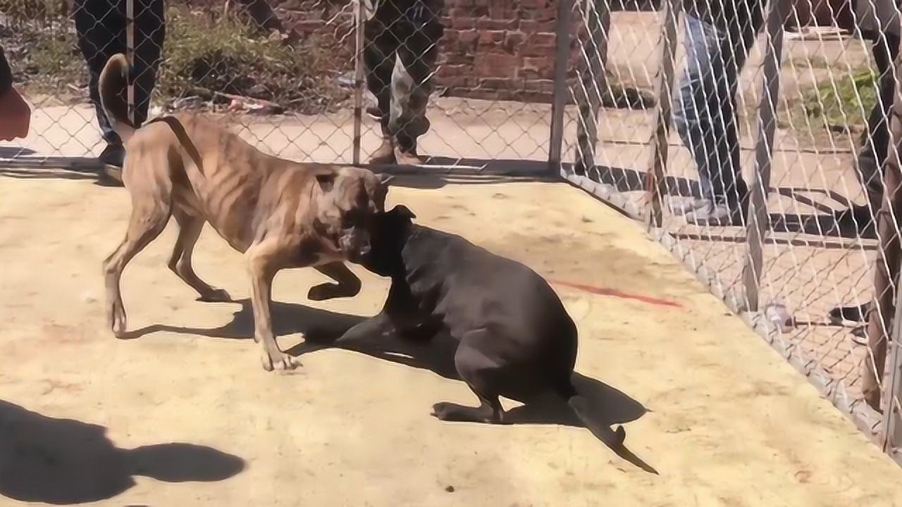 比特犬打架视频图片