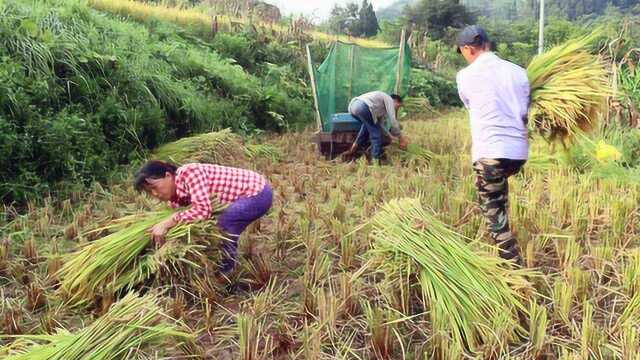 打谷子不用收割机,3个人一上午就打了一块田,用的这种老机器