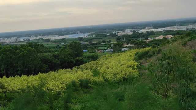 双狮朝阳 三关大地,阴宅祖坟风水宝地墓地地理风水大师寻龙点穴