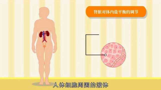 人体水盐平衡的调节方式