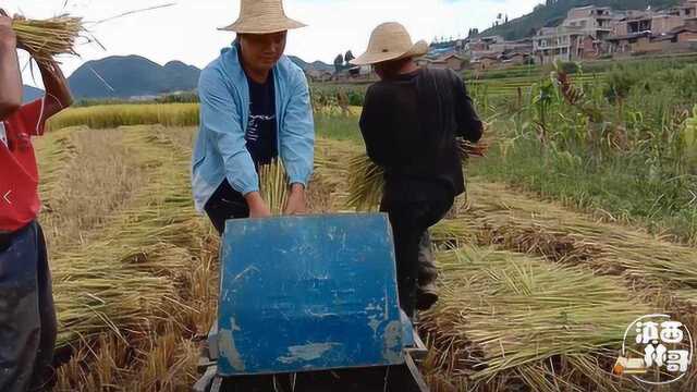 田里一片金黄的稻谷,农村小伙的这种收割方式,你见过吗