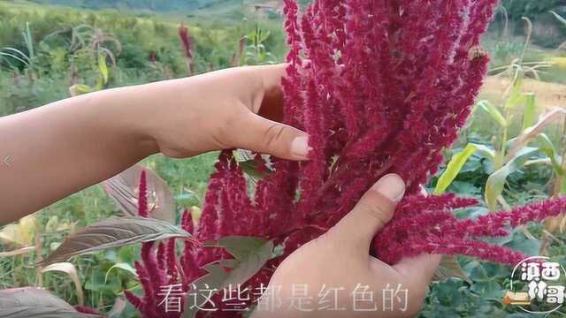 生活里的汉菜谁都不陌生,你知道汉菜的种子是怎么来吗?长见识了