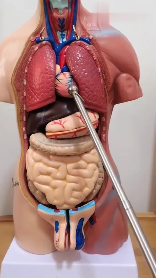 带你看一下你身体内部的结构