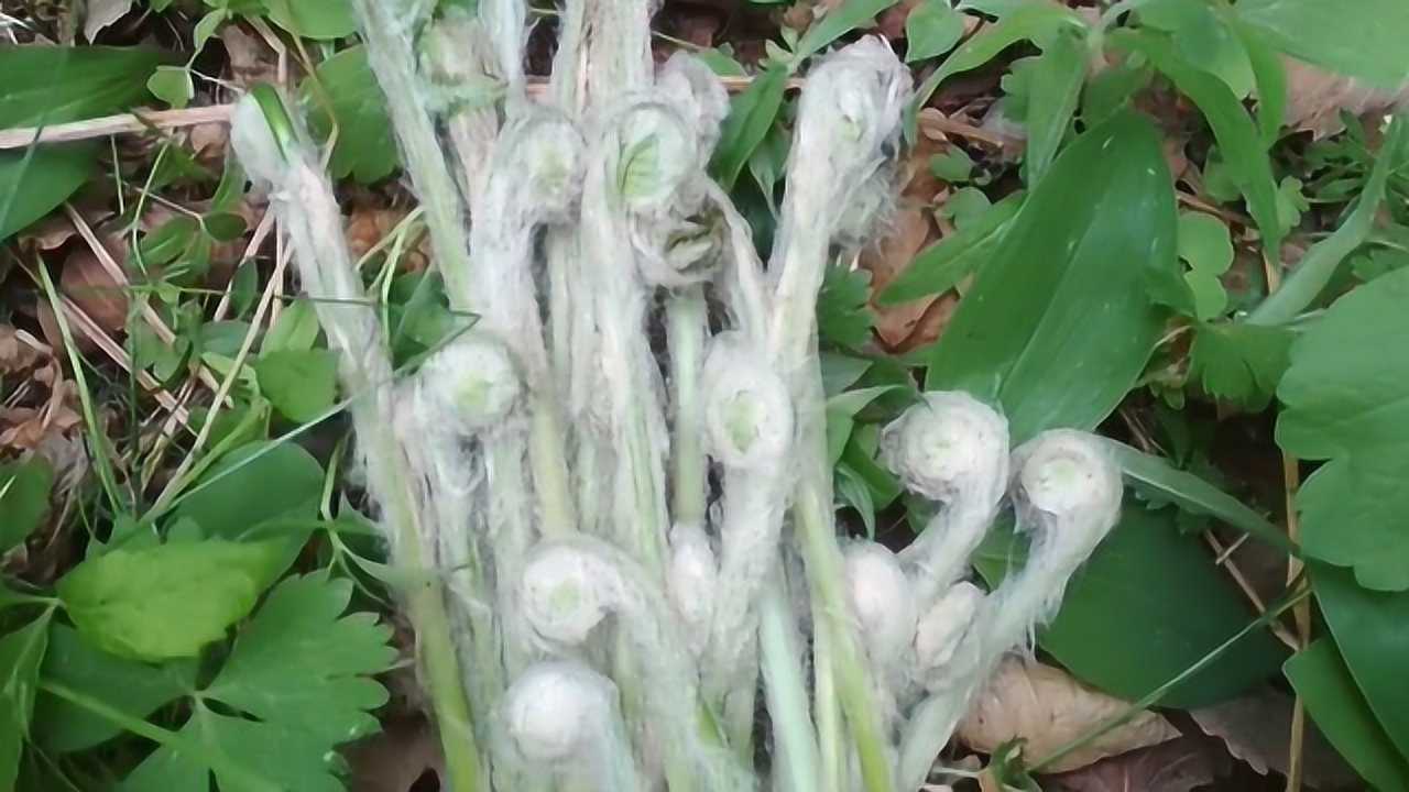 长白山特产牛毛广营养价值丰富药用价值高是山野菜中的珍品