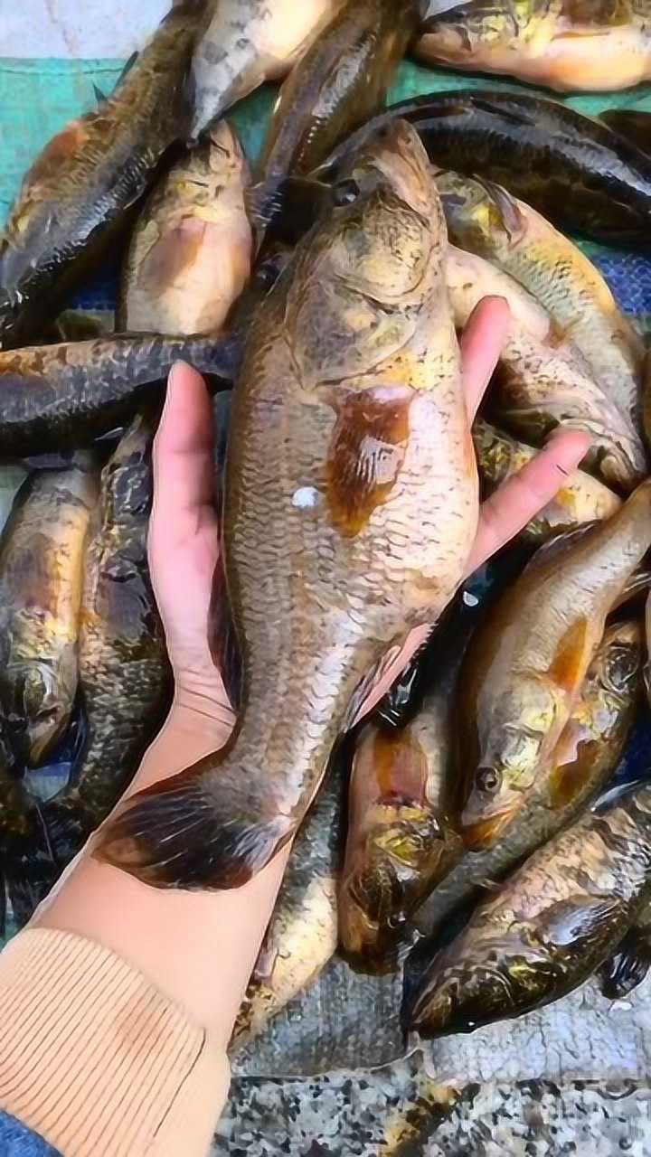 好大的老头鱼啊,炖它