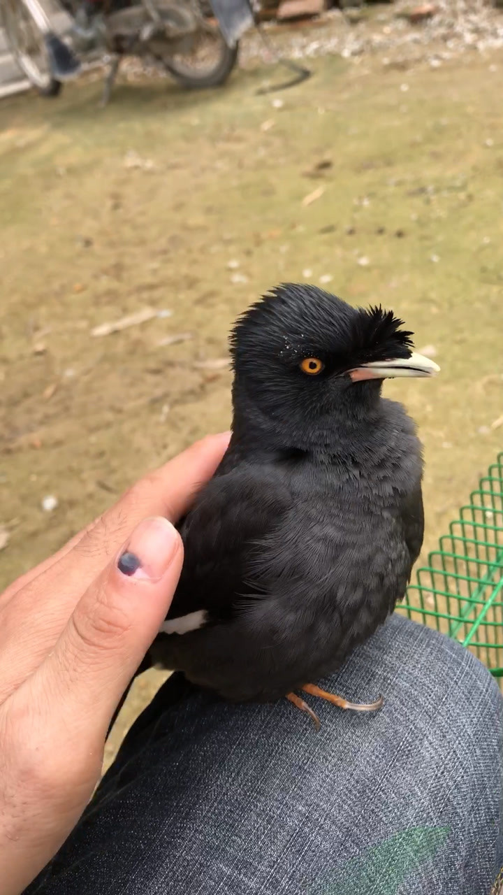 八哥鸟睡觉的姿势图片图片