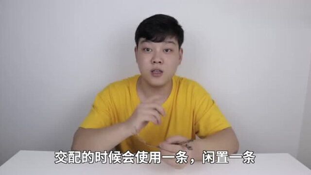 小伙试吃蛇鞭,一口下去直接吐了,这也太难吃了吧