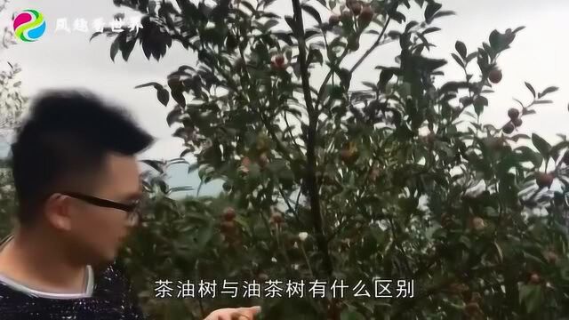 你知道油茶树是如何种植的吗它的经济效益如何有没有投资价值