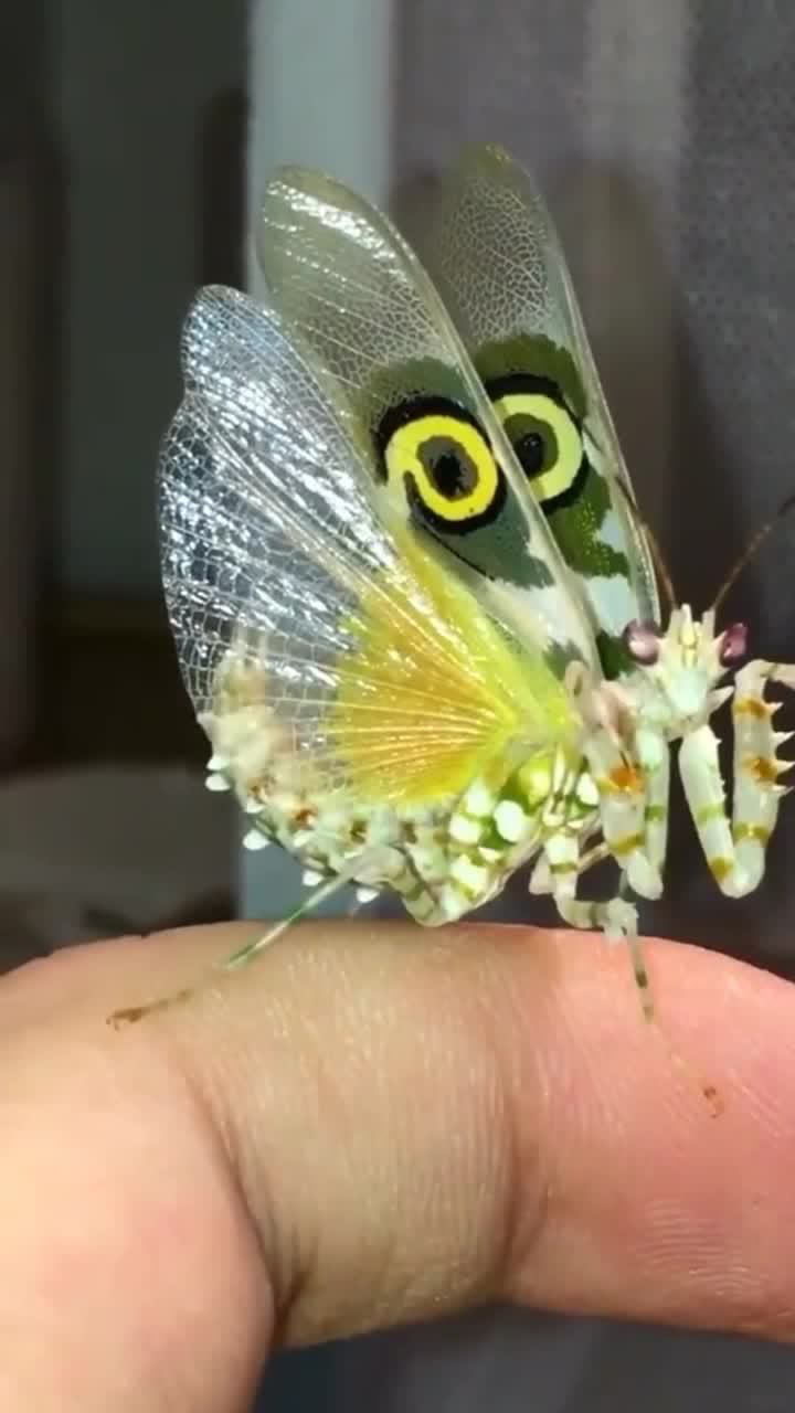 这是变异的螳螂吗翅膀看起来好像蝴蝶!第一次见