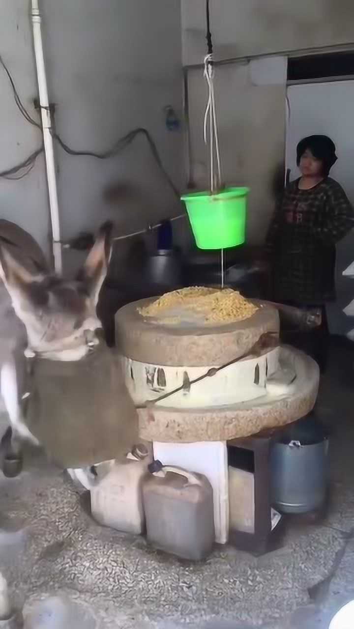 这才是真正的驴拉磨_高清1080P在线观看平台_腾讯视频
