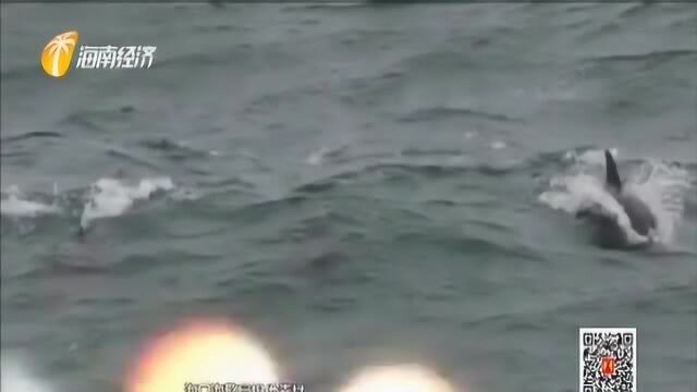 海豚组团游琼州海峡 海警舰艇一路护送