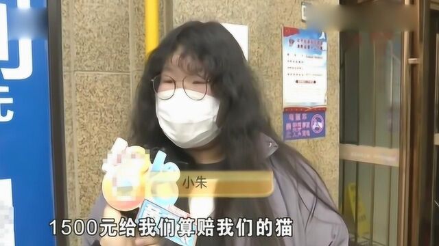 爱猫寄养死亡,女子要求赔偿,店家不鸟她