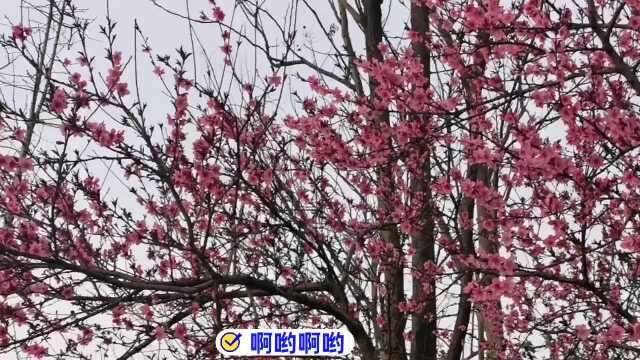 阿牛演唱《桃花朵朵开》,经典老歌,回味无穷