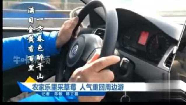 农家乐里采草莓,人气重回周边游