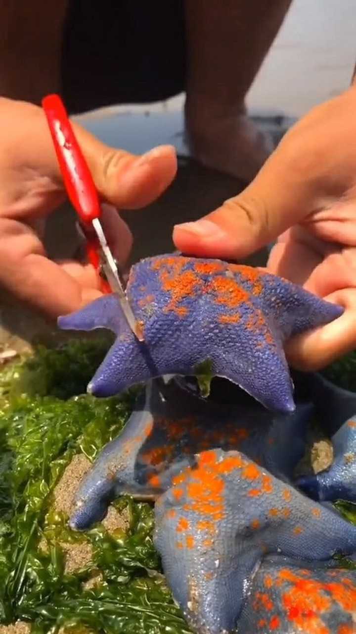 今天给大家解剖一个海星海星里面什么都没有