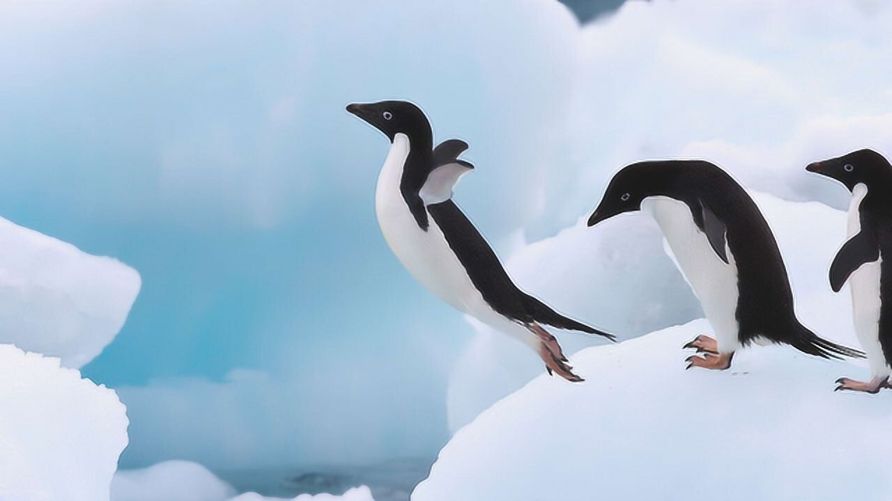 蠢萌蠢萌的阿德利企鹅,呆萌生活