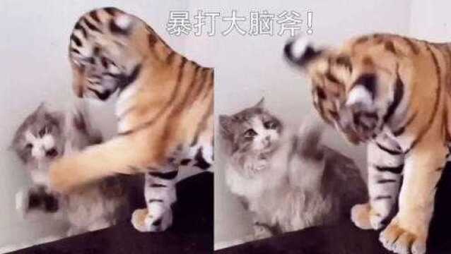 猫儿!你咋这么虎