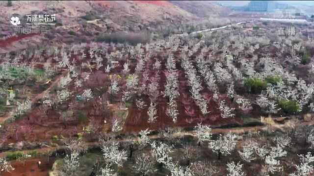 世界春城花都 呈贡区万溪冲:春天一起“云赏梨花”