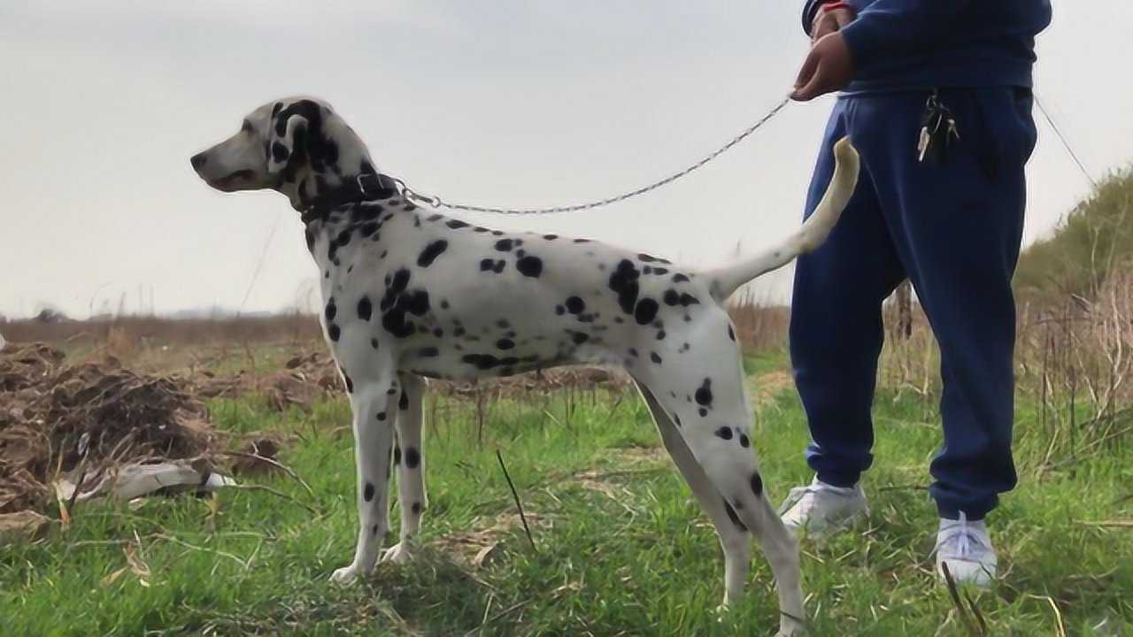 欣赏下这只南斯拉夫斑点犬,特点是奔跑快耐力好,撕咬能力强