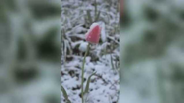 杭州市余杭区鸬鸟镇下雪了