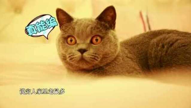 猫是招鬼还是辟邪的?为什么说养猫穷三代?其实有这种说法