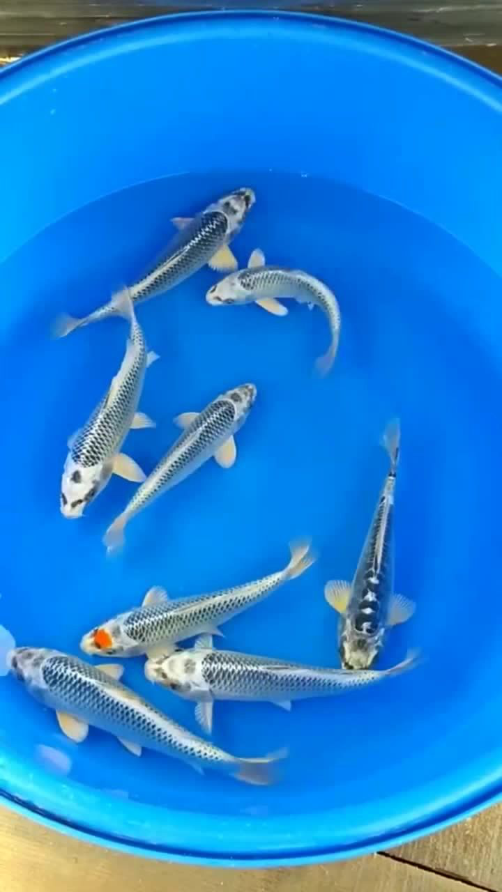 银松叶锦鲤,真是太漂亮了