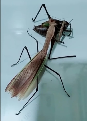 螳螂大战蝈蝈最终蝈蝈惨败动弹不得成了螳螂的口粮