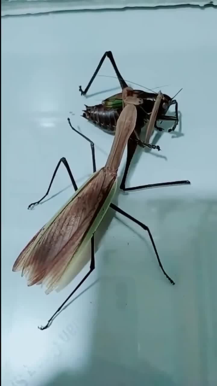 螳螂大战蝈蝈最终蝈蝈惨败动弹不得成了螳螂的口粮