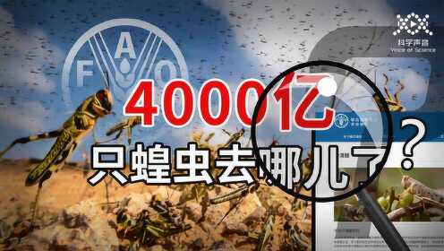 汪诘怎么看丨4000 亿只蝗虫去哪儿了？