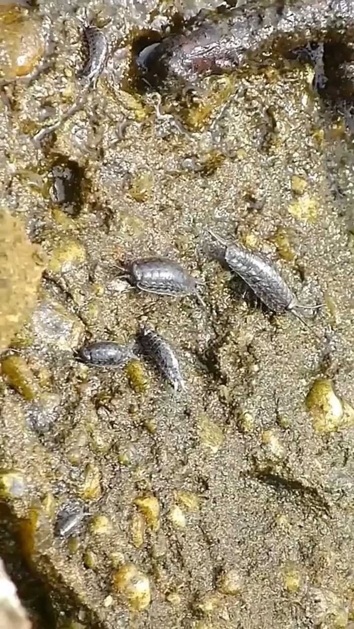 海蟑螂幼崽图片