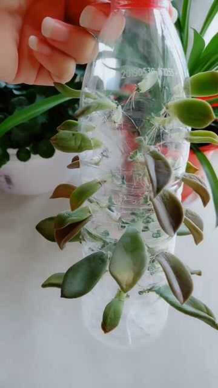 矿泉水瓶繁殖多肉.